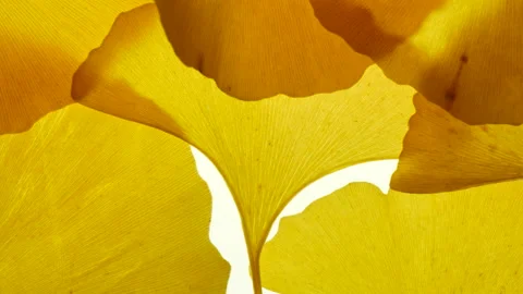 Wave ginkgo leaf on a white light background 库存影片 162640110