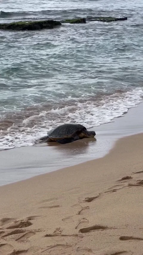 Wave hitting a rock Stock Footage 236261048