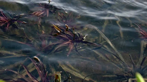 Wave lake algae Video stock 38000094