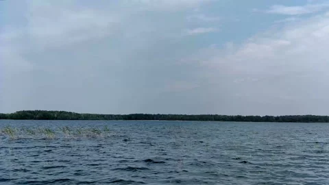 Wave on the lake with flying gull Stock Footage 94473668