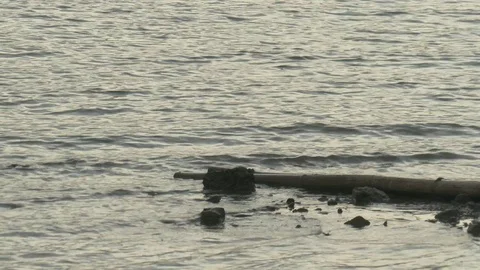 Wave in the lake Stock Footage 113579488