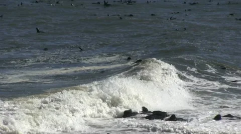 Wave with lots of seals Stock Footage 12148575