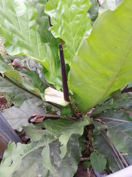 Wave of love Stock Photos