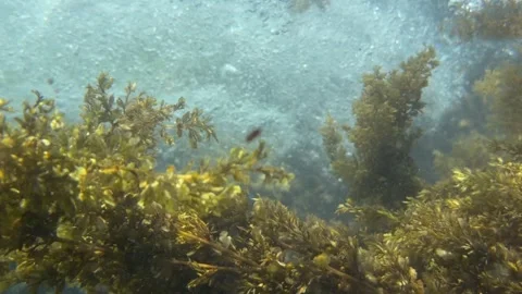 Wave movement beneath the surface creates air bubbles drifting near rocks throug Stock Footage 338001362