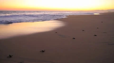 Wave overt turtles Stock Footage 8947994