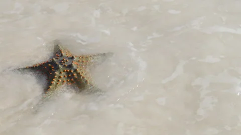 A wave overwhelms the green starfish on shore at sunny day Stock Footage 266019007