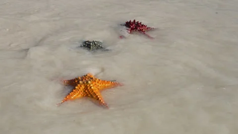 A wave overwhelms the three starfish on shore at sunny day Stock Footage 266006265