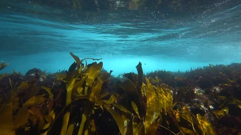 Wave passing overhead a seaweed covered reef 動画素材 127632199
