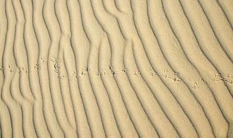 Wave pattern and traces of a bird in light sand Sandfly Bay Dunedin Otago Otago Foto stock