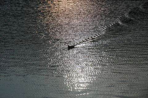 Wave pattern of a swimming duck Stock Photos