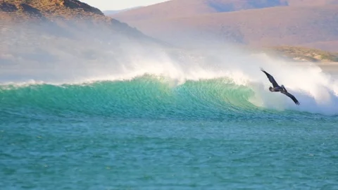 Wave peeling in strong offshore wind pelican swoops in-HD120fps Vidéo 107586241