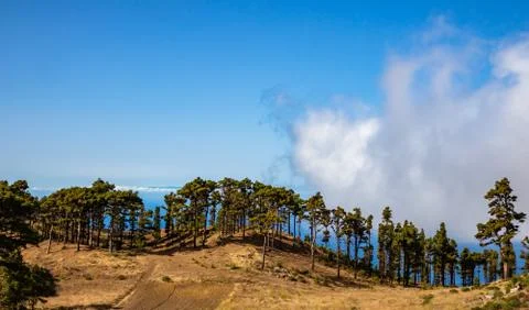 Wave of pine trees on the background of a large cloud and ocean Foto stock