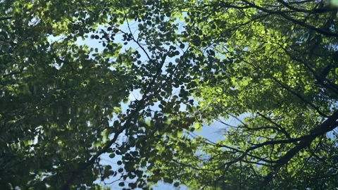 Wave reflection of a forest in a lake river water Stock Footage 132210509