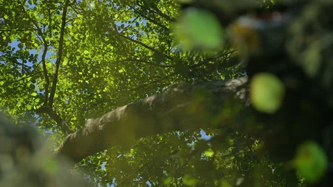 Wave reflection of a forest in a lake river water Stock Footage 136117941