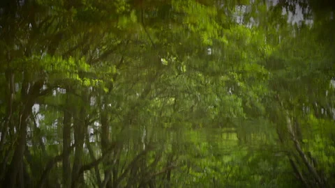 Wave reflection of a forest in a lake river water Vidéo 144893154