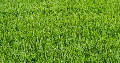 Wave rice paddy field in wind Stock Footage 162591379