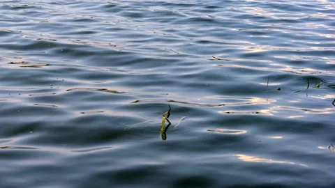 The wave ripples the vegetation. The surface of the river reflecting the rays Stock Footage 158214621