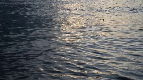 Wave River Stock Footage 71002955