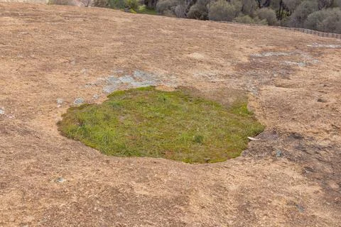 Wave Rock Surface with Grass Patch in Australia Stockfoto's