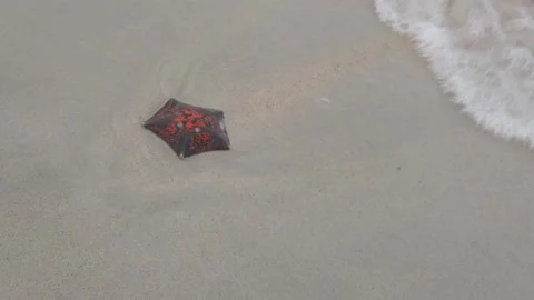 Wave rolls over the orange starfish on the sand near the sea Stock Footage 224711967