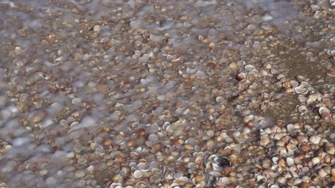 Wave rolls over the shore with seashells Stock Footage 88904441
