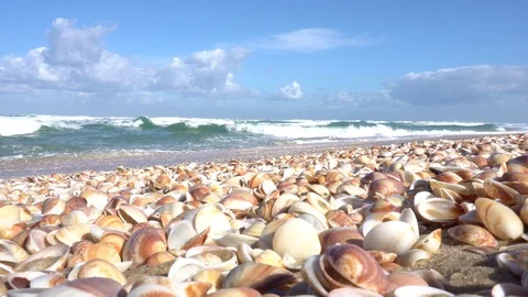 Wave rolls over the shore with seashells Stock Footage 88904567
