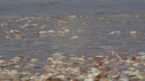 Wave rolls over the shore with seashells Stock Footage 88904866