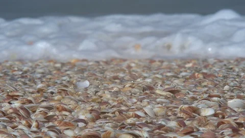 Wave rolls over the shore with seashells Stock Footage 88905431