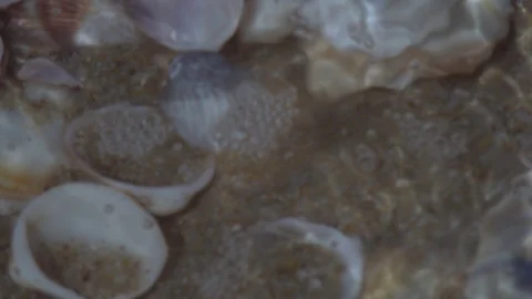 Wave rolls over the shore with seashells Stock Footage 88905910