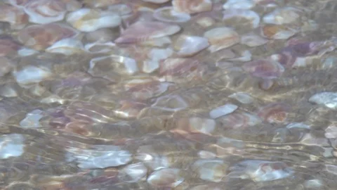 Wave rolls over the shore with seashells Stock Footage 88906583