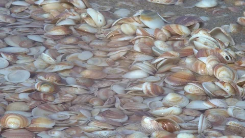 Wave rolls over the shore with seashells Stock Footage 88906921