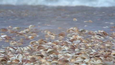 Wave rolls over the shore with seashells Stock Footage 89333201