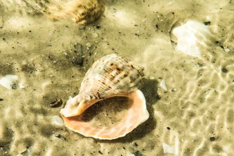 The wave rolls on the sand. Shells under the water. The wave washed ashore Stock Photos