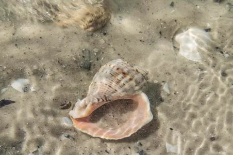 The wave rolls on the sand. Shells under the water. The wave washed ashore Stock Photos