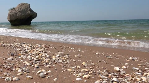 A wave runs over a seashell beach Stock Footage 167063898