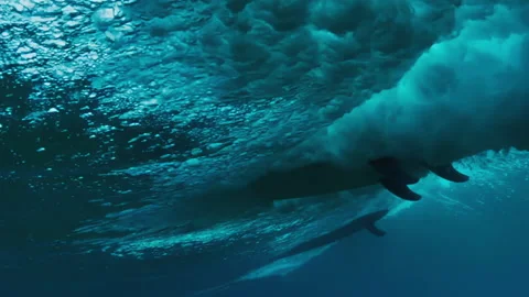 Share In Sea Stock Videos Royalty Free HD 4K Videos