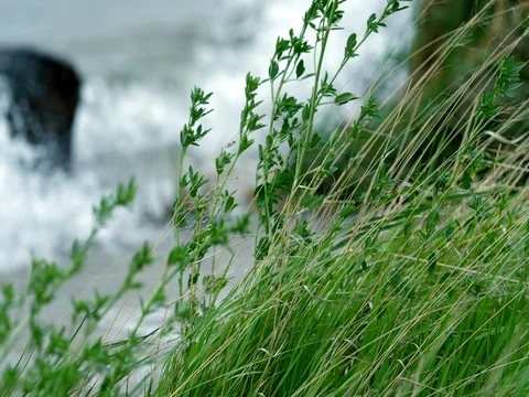 Wave surf slow motion Stock Footage 76927792