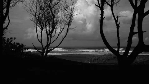 The wave through a Forest Stock Footage 206276298