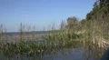 Wave Thru Grass And Reeds Sky And Forest Lake Dora HD Footage
