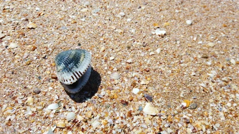 Wave turns over a small shell on the sand Stock Footage 162059077