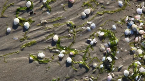 Wave washes over the beach with seashells. Stock Footage 37146393