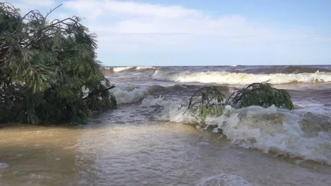 The wave washes over the tree branches in slow motion. Stock Footage 241747441