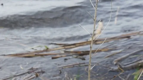 Wave of water in the lake with grass Video stock 82246501