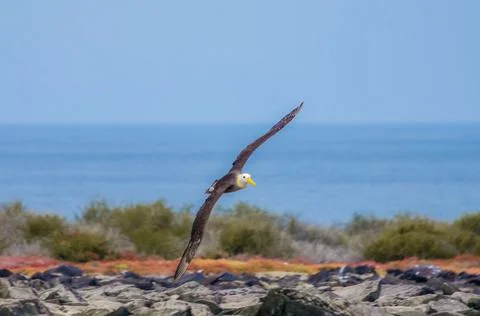 Waved Albatross doing a drive by above me Stock Photos
