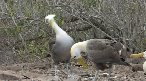Waved albatross mating dance on isla espanola in the galapagos Stock Footage 66328707