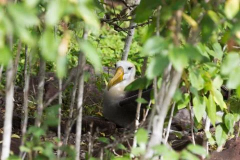 Waved albatross nesting in the bushes. Stock Photos