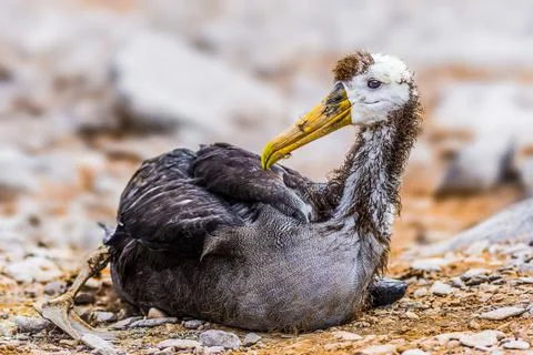 Waved Albatross Stock Photos