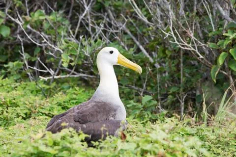 Waved albatross walking through low shrubs. Stock Photos