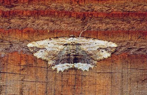 Waved Umber Moth Stock Photos