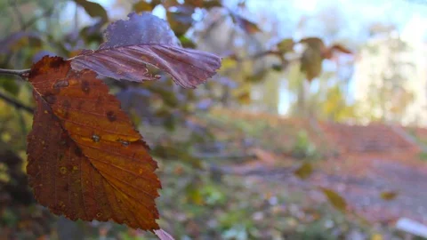 A wavering insemination leaf. Video stock 127840487